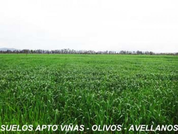 Foto Agricola en Venta en Lolol, Colchagua - $ 100 - AGV42242 - BienesOnLine
