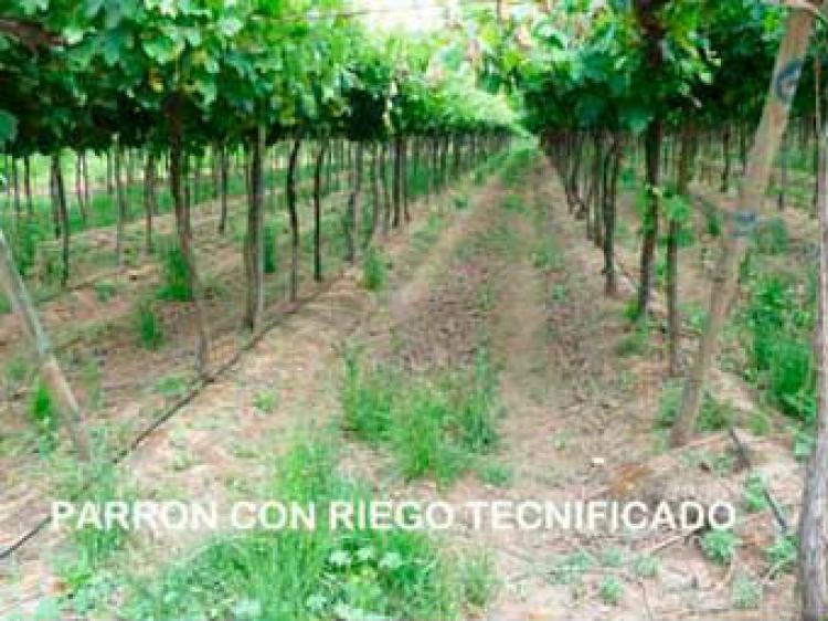 Foto Agricola en Venta en Nancagua, Colchagua - $ 100 - AGV42316 - BienesOnLine