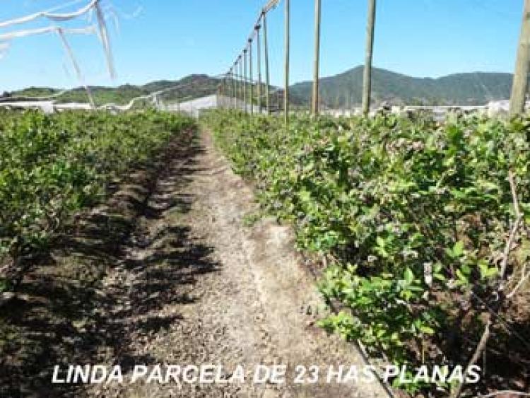 Foto Agricola en Venta en Palmilla, Colchagua - $ 100 - AGV42250 - BienesOnLine
