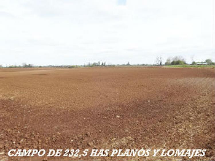 Foto Agricola en Venta en Parral, Linares - $ 98 - AGV54145 - BienesOnLine