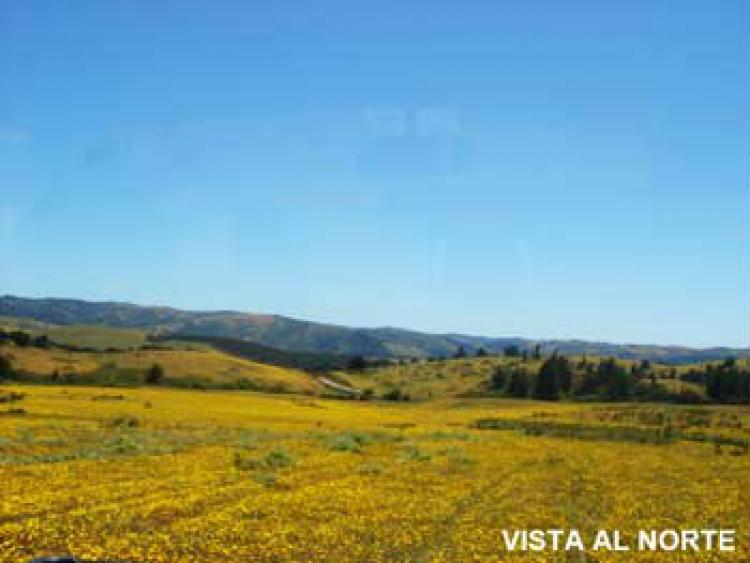 Foto Agricola en Venta en Lolol, Colchagua - $ 100 - AGV43245 - BienesOnLine