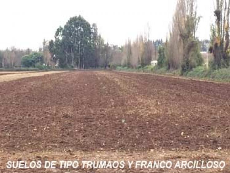Foto Agricola en Venta en Parral, Linares - $ 100 - AGV42249 - BienesOnLine