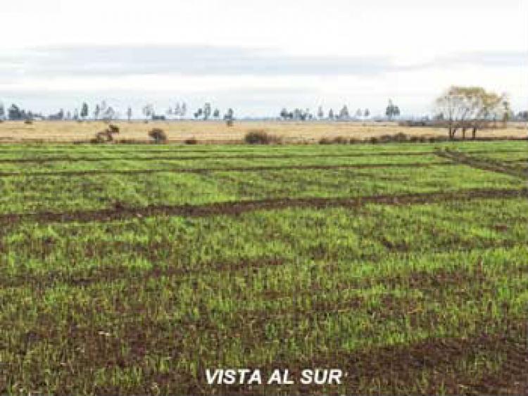 Foto Agricola en Venta en Parral, Linares - $ 100 - AGV43243 - BienesOnLine