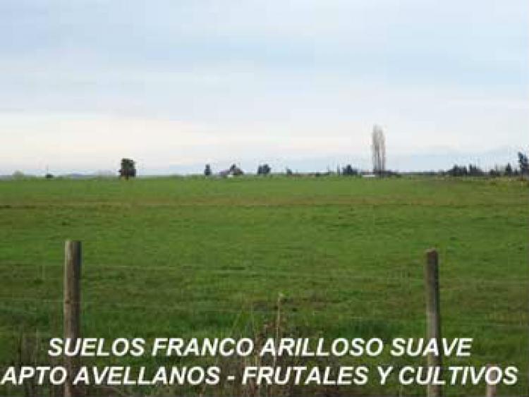 Foto Agricola en Venta en Parral, Linares - $ 100 - AGV43295 - BienesOnLine