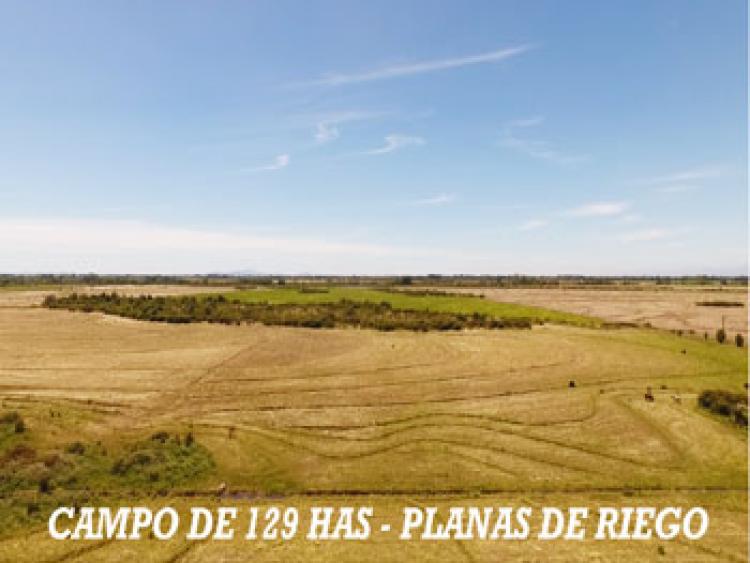 Foto Agricola en Venta en Parral, Linares - $ 690.000.000 - AGV63349 - BienesOnLine