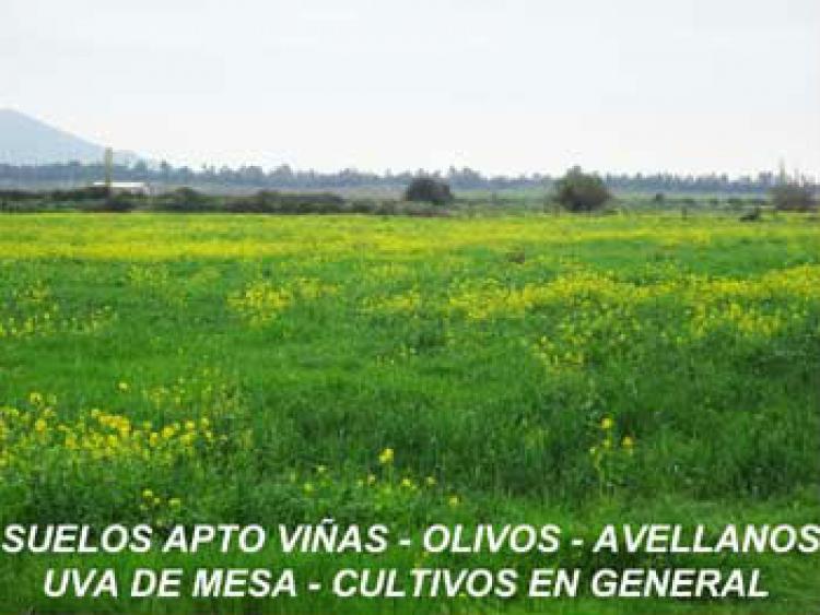 Foto Agricola en Venta en Peralillo, Colchagua - $ 100 - AGV43293 - BienesOnLine