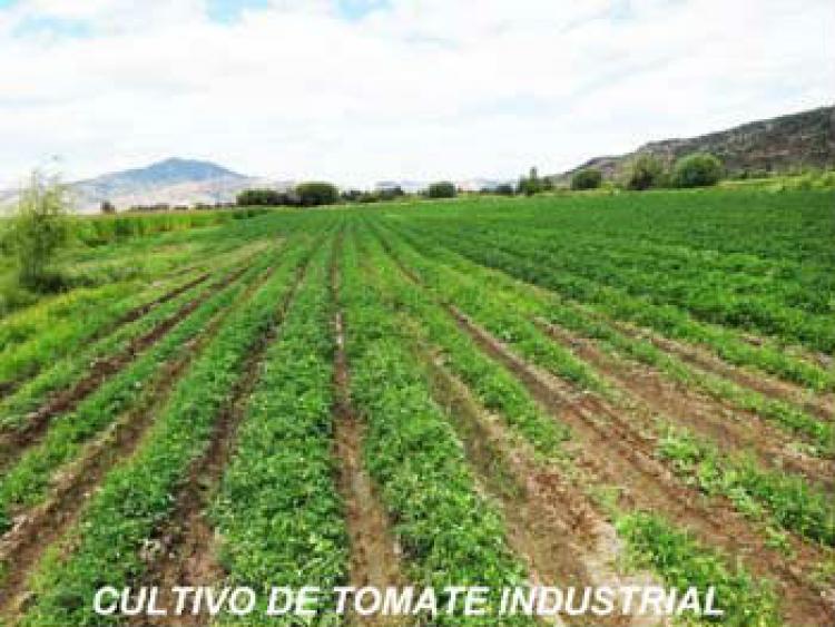 Foto Agricola en Venta en Sagrada Familia, Curic - $ 100 - AGV43819 - BienesOnLine