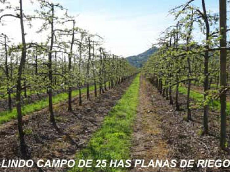 Foto Agricola en Venta en Teno, Curic - $ 100 - AGV43257 - BienesOnLine