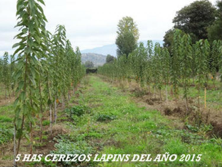Foto Agricola en Venta en Villa Alegre, Linares - $ 100 - AGV47031 - BienesOnLine