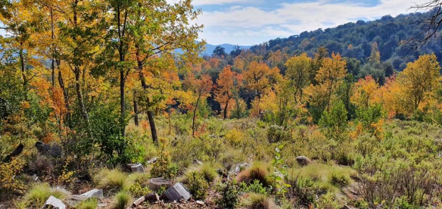 Foto Terreno en Venta en Chillán, Ñuble - 2 hectareas - $ 35.000.000 - TEV129685 - BienesOnLine