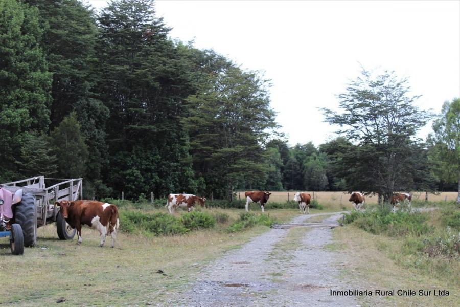 Foto Agricola en Venta en Puerto Montt, Llanquihue - 501 hectareas - U$D 9.000.000 - AGV86109 - BienesOnLine
