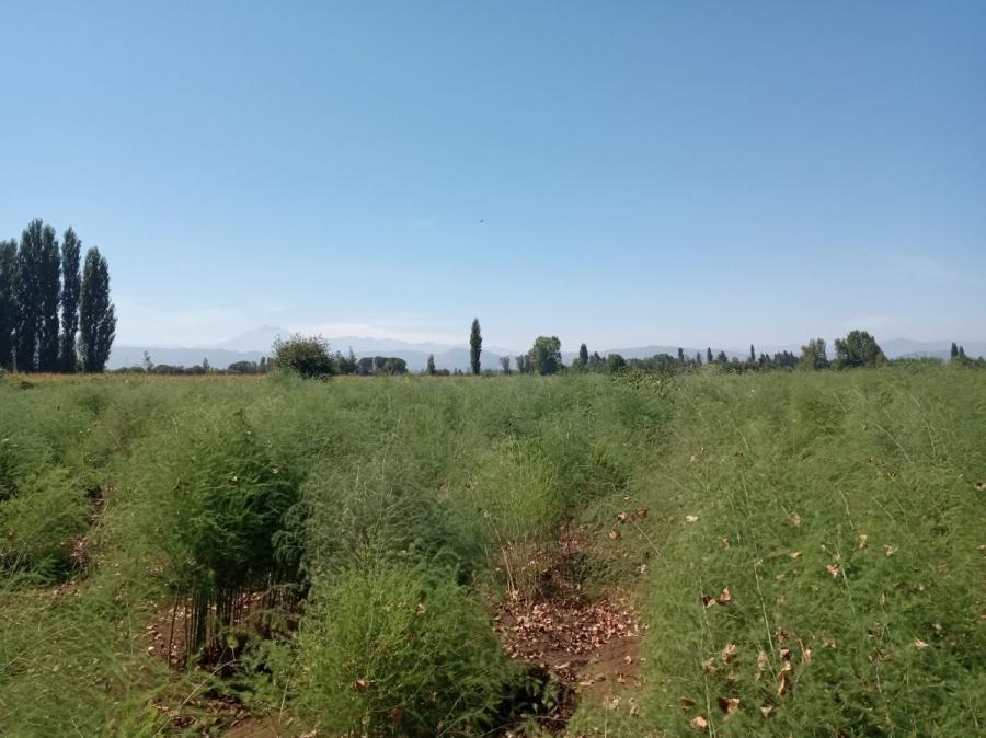 Foto Agricola en Venta en Longav, Linares - 2 hectareas - $ 100.000.000 - AGV127786 - BienesOnLine