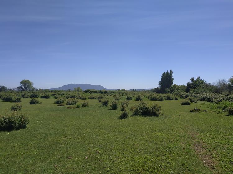 Foto Agricola en Venta en PUNTA DIAMANTE, San Clemente, Talca - 20 hectareas - $ 360.000.000 - AGV83811 - BienesOnLine