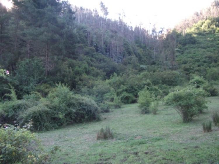 Foto Terreno en Venta en Quilacoya, Hualqui, Concepcin - 6 hectareas - $ 95.000.000 - TEV18662 - BienesOnLine