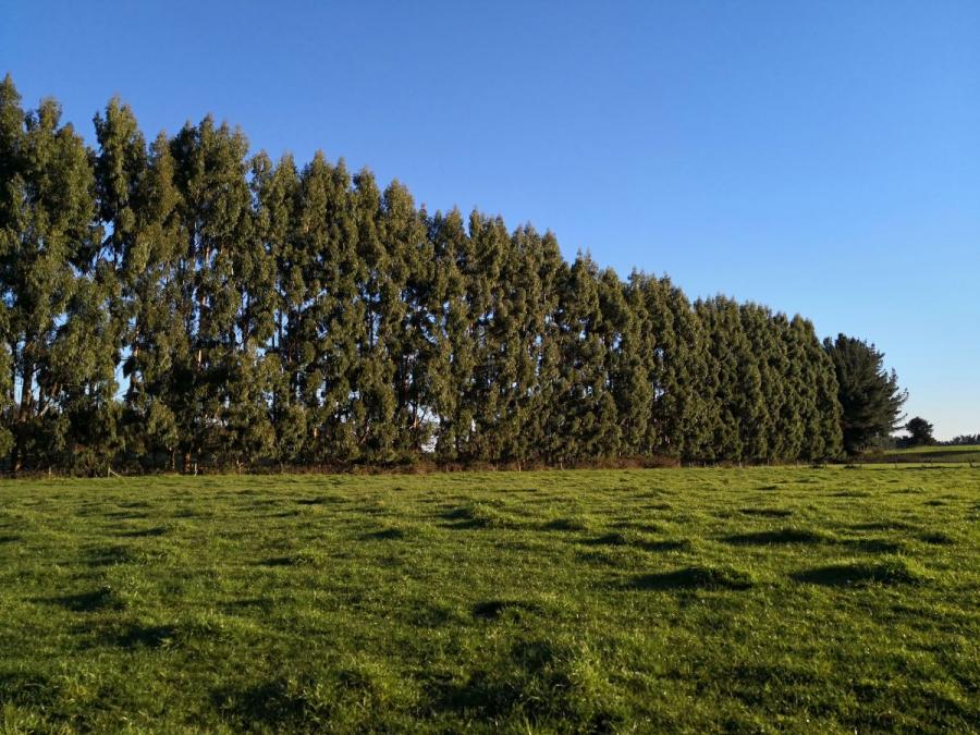 Foto Agricola en Venta en Frutillar, Llanquihue - $ 1.980.000.000 - AGV89583 - BienesOnLine