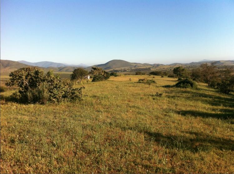 Foto Agricola en Venta en Huaquen, La Ligua, Petorca - 13 hectareas - $ 22.000.000 - AGV13056 - BienesOnLine