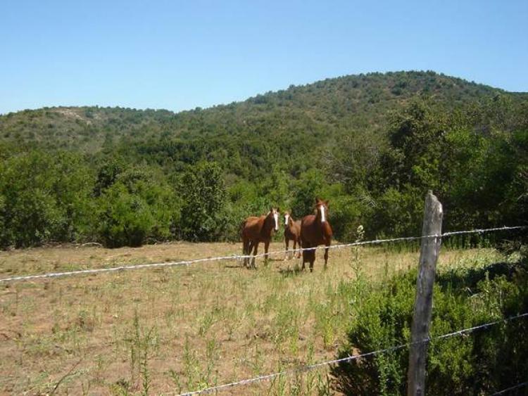 Foto Agricola en Venta en Colliguay, Quilpu, Valparaiso - 6400 hectareas - $ 2.147.483.647 - AGV16630 - BienesOnLine