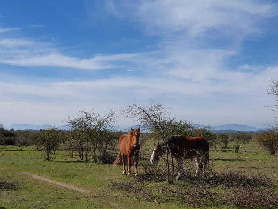 Foto Parcela en Venta en Pichidegua, Cachapoal - $ 10.490.000 - PAV95125 - BienesOnLine