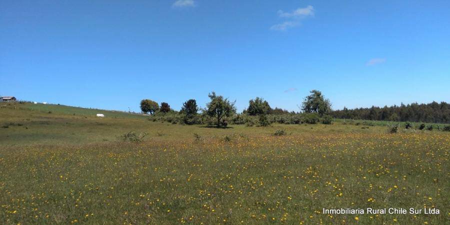 Foto Agricola en Venta en Los Muermos, Llanquihue - 5 hectareas - $ 40.000.000 - AGV47308 - BienesOnLine