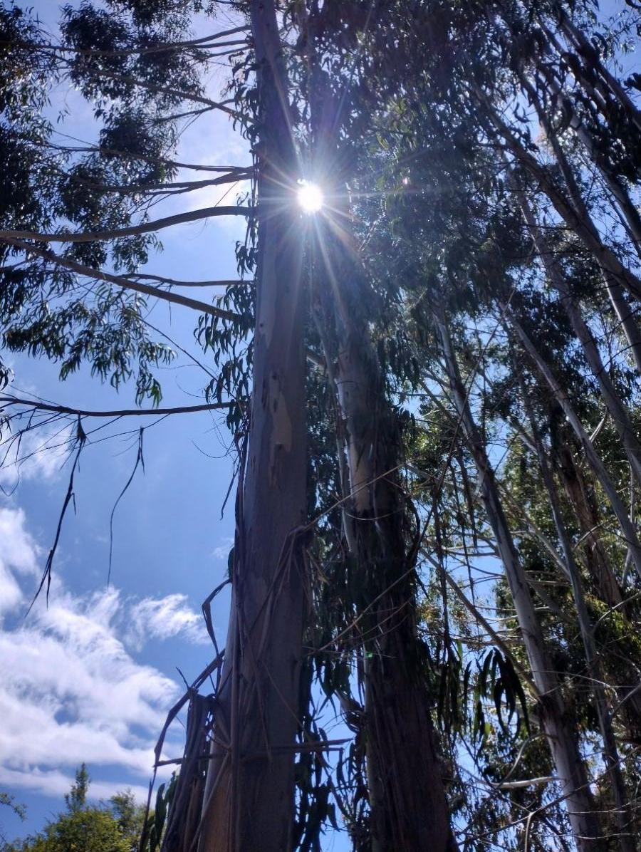 Foto Parcela en Venta en Ninhue, Ñuble - $ 12.990.000 - PAV158295 - BienesOnLine