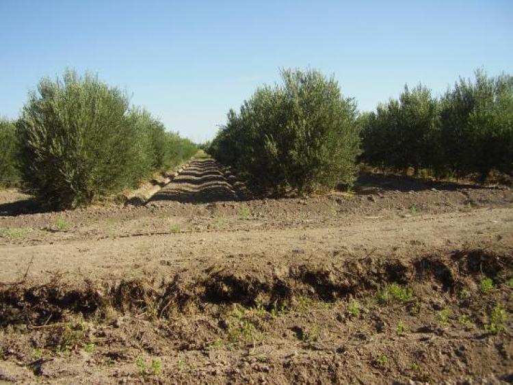 Foto Agricola en Venta en Santa Brbara, Biobio - U$D 1.200.000 - AGV10464 - BienesOnLine