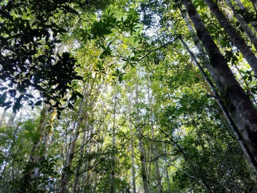 Foto Terreno en Venta en Camino a Yatehue Alto SN, Quellón, Chiloe - 2 hectareas - $ 45.000.000 - TEV128400 - BienesOnLine