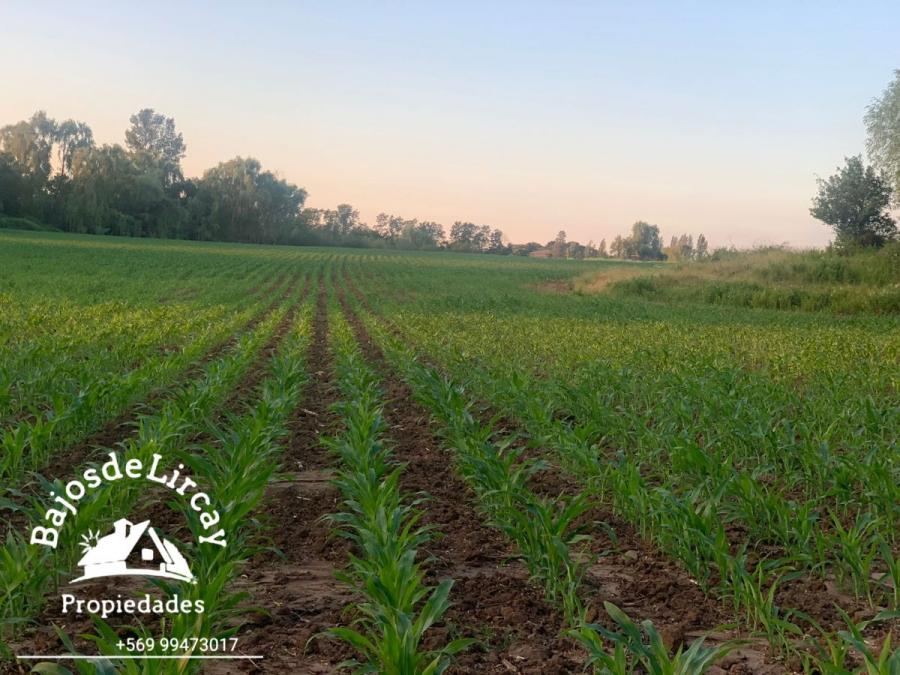 Foto Agricola en Venta en Cumpeo, Ro Claro, Talca - 17 hectareas - $ 493.000.000 - AGV146375 - BienesOnLine