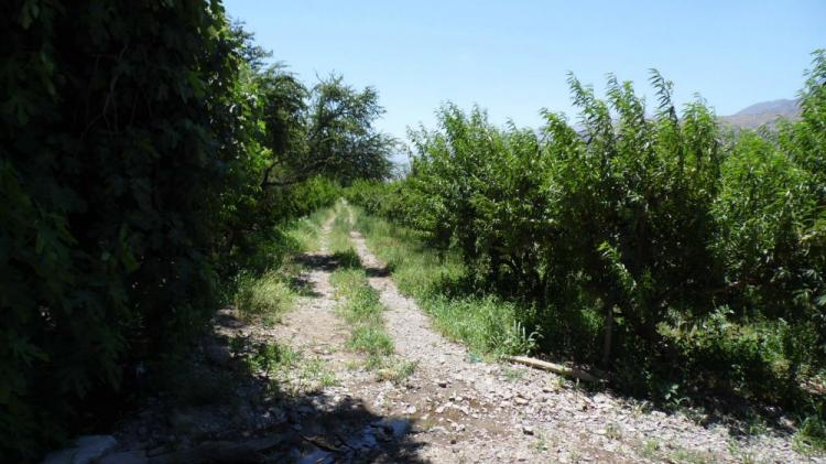 Foto Agricola en Venta en Catemu, San Felipe de Aconcagua - $ 260.000.000 - AGV63083 - BienesOnLine