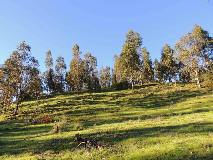 Parcela en Venta en Litueche, Cardenal Caro - 1 hectareas - $ 8.990.000 - PAV67916 - BienesOnLine