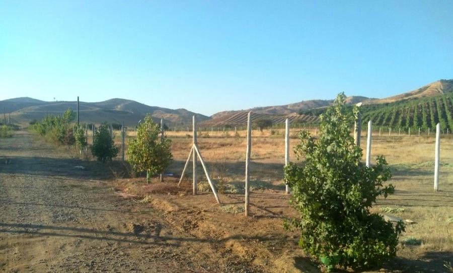 Foto Terreno en Venta en Las Quiscas, Las Cabras, Cachapoal - $ 45.000.000 - TEV88137 - BienesOnLine