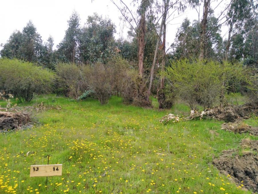 Foto Parcela en Venta en Chillán, Ñuble - $ 14.990.000 - PAV125142 - BienesOnLine
