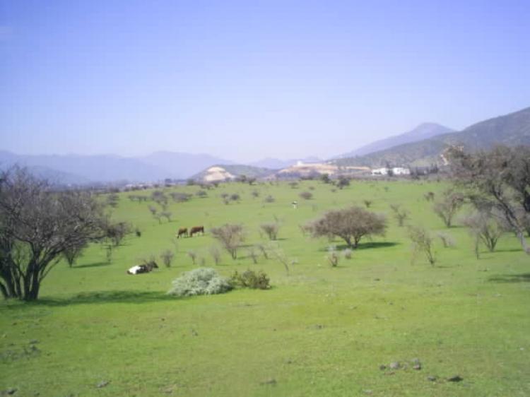 Foto Agricola en Venta en ESPECIAL PARA CULTIVAR VIEDOS, Casablanca, Valparaiso - $ 380.000.000 - AGV9766 - BienesOnLine