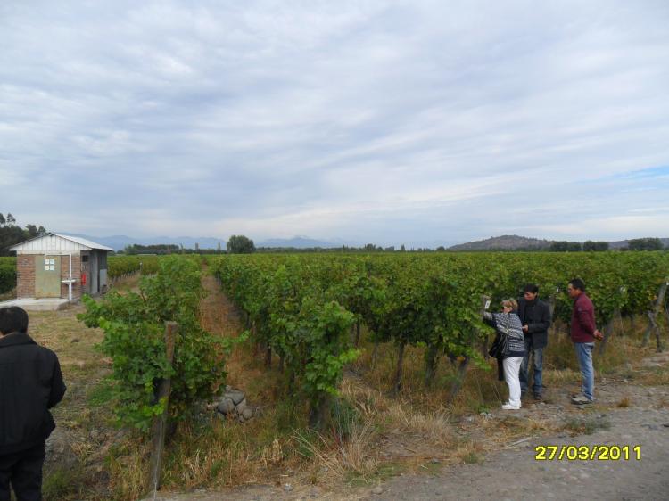 Foto Agricola en Venta en La Higuerilla, Sagrada Familia, Curic - 20 hectareas - $ 550.000.000 - AGV22171 - BienesOnLine