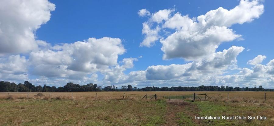Foto Agricola en Arriendo en Linea sin Nombre, Fresia, Llanquihue - 305 hectareas - $ 137.500.000 - AGA154347 - BienesOnLine
