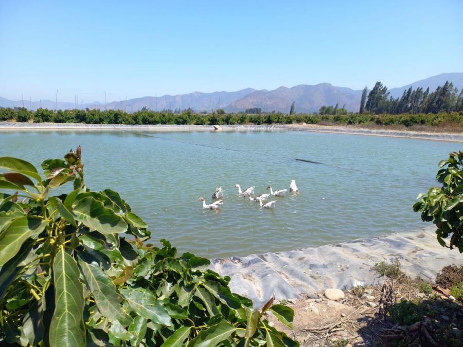 Foto Agricola en Venta en Hijuelas, Quillota - UFs 29.000 - AGV148236 - BienesOnLine