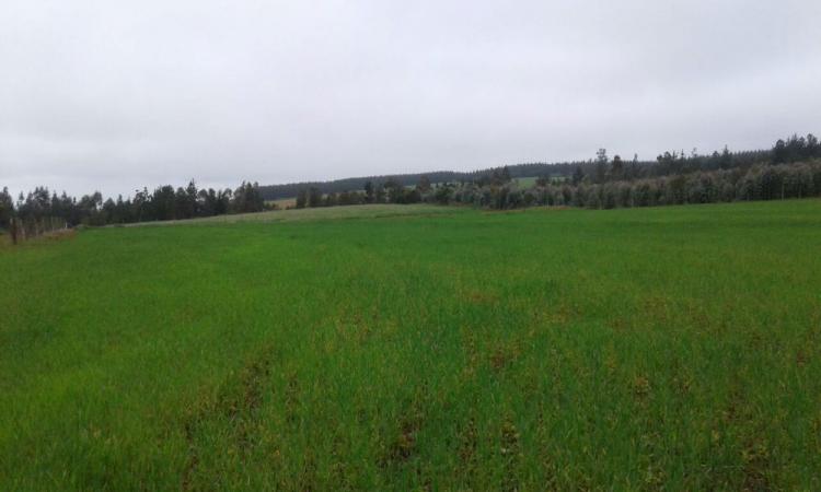 Home in Metric Way