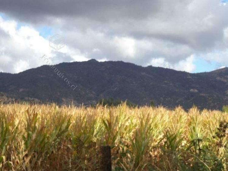 Foto Agricola en Venta en Santa Cruz, Colchagua - $ 290.000.000 - AGV74044 - BienesOnLine
