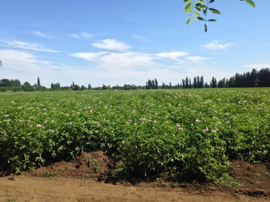 Foto Agricola en Venta en San Ignacio, Ñuble - 5 hectareas - $ 192.500.000 - AGV145772 - BienesOnLine