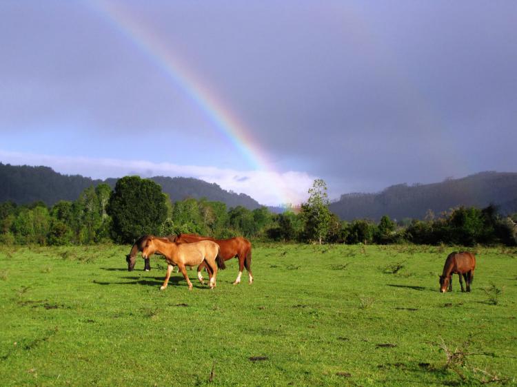 Foto Terreno en Venta en Valdivia, Valdivia - 43 hectareas - UFs 430.000 - TEV84073 - BienesOnLine