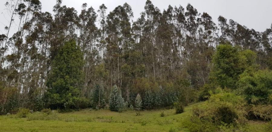 Foto Terreno en Venta en Quemchi, Chiloe - 13 hectareas - $ 110.000.000 - TEV129028 - BienesOnLine