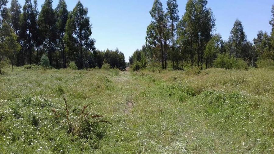 Foto Terreno en Venta en Yumbel, Biobio - 5 hectareas - $ 17.900.000 - TEV99967 - BienesOnLine