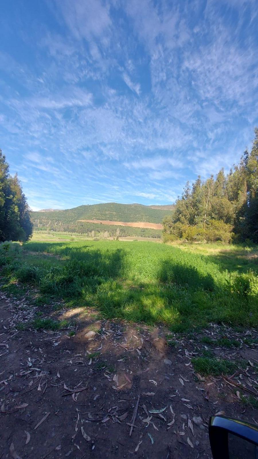 Foto Terreno en Venta en Panquehue, San Felipe de Aconcagua - 1 hectareas - UFs 1.950 - TEV145901 - BienesOnLine