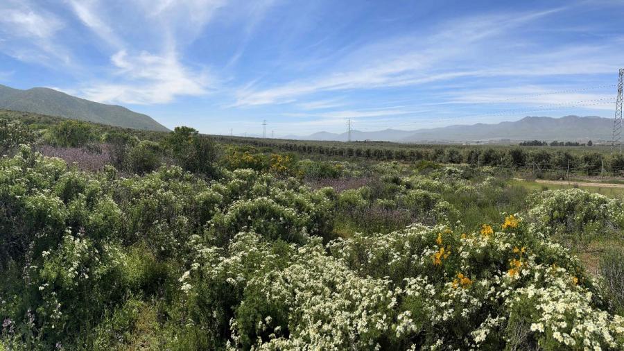 Foto Terreno en Venta en Apatitas El Sauce, Coquimbo, Elqui - $ 14.000.000 - TEV155528 - BienesOnLine