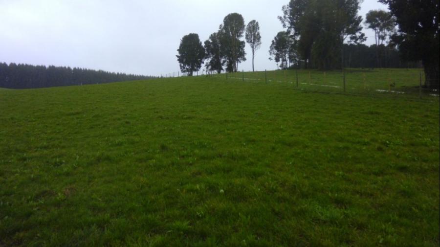 Foto Agricola en Venta en Tegualda, Fresia, Llanquihue - U$D 8.000.000 - AGV98436 - BienesOnLine