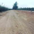 Agricola en Venta en  Placilla