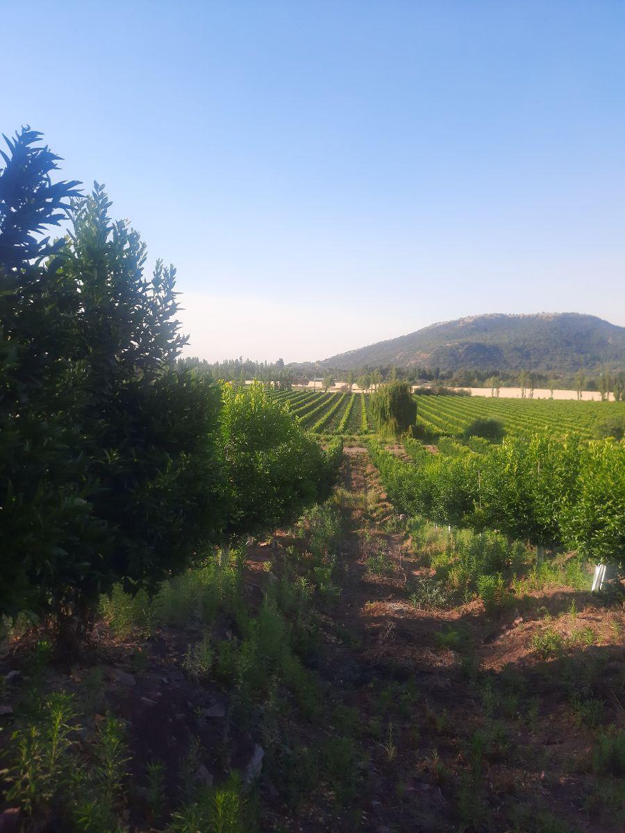 Foto Agricola en Venta en Chimbarongo, Colchagua - $ 2.147.483.647 - AGV146219 - BienesOnLine