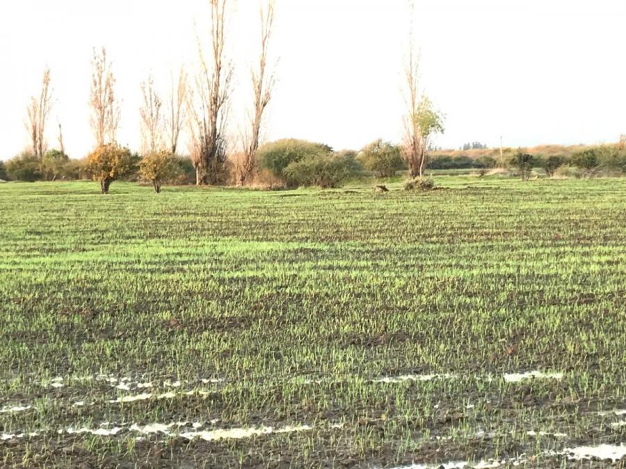 Foto Agricola en Venta en Parral, Linares - $ 2.147.483.647 - AGV146223 - BienesOnLine