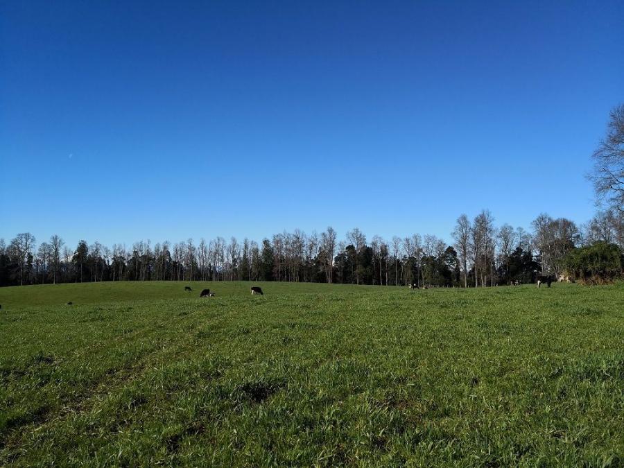 Foto Agricola en Venta en Frutillar, Llanquihue - $ 11.000.000 - AGV98041 - BienesOnLine