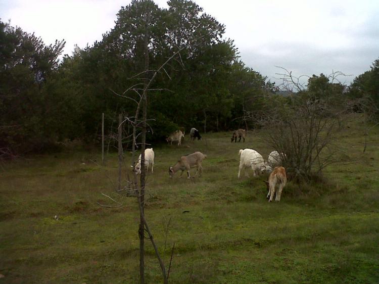 Foto Agricola en Venta en Pencahue, Talca - 87 hectareas - $ 104.400.000 - AGV53994 - BienesOnLine