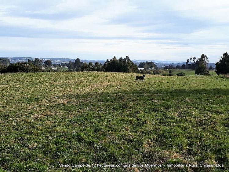 Foto Agricola en Venta en Los Muermos, Llanquihue - 9 hectareas - $ 95.000.000 - AGV72870 - BienesOnLine